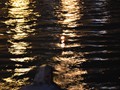 FSC_6618