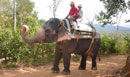 Periyar e l'elefante
