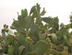 Sicilia