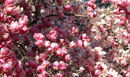 2006 Aprile Maggio